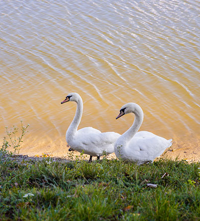 Cabana Lacul Sadova - Tradiție și Natură
